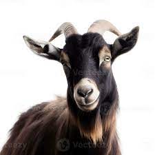 A goat image with the White Background