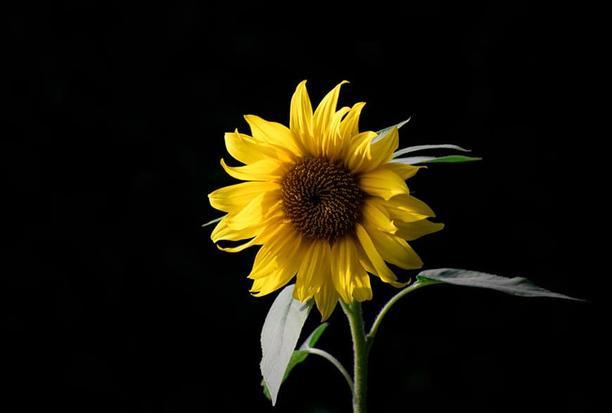 A flower image with the Black Background