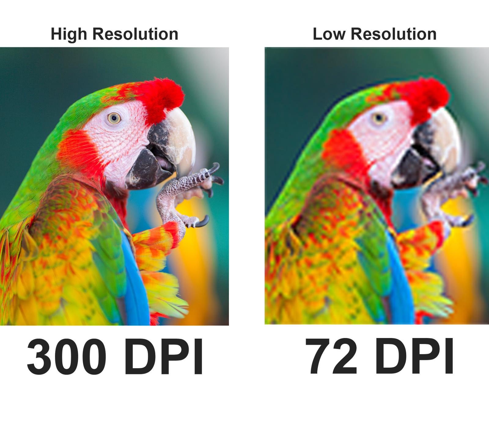 A picture of a parrot with a DPI of 300 and 72