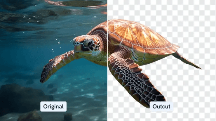 A turtle picture before and after using Outcut